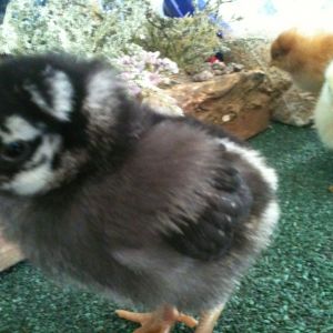 first 4 chicks bought for this year 2 silver laced wyandottes that are gorgeous...