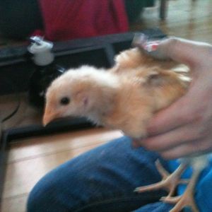 chick #6
