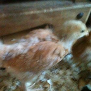 chick #7