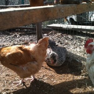 first springlike day and they were happy hens!