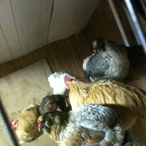 time to roost and get some shut eye...