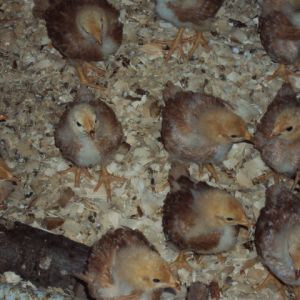 3 WEEK OLD RED PULLETS