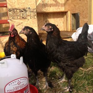 15 Weeks Today :) Love Em!!!