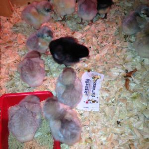 My Newest Babies in Their Brooder!!  Lavender and BBS Orpingtons!!!!  4/4/13