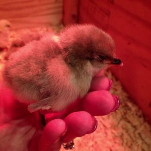 Sleeping in my hand,,,,Precious