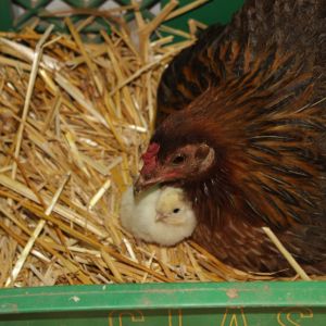 I wasn't expecting this chick to hatch for another week.  What a surprise this morning.  The chick is  a cross of this hen ( unknown breed) and a blonde polish rooster.