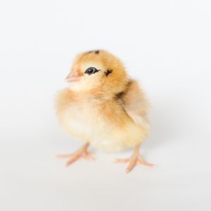 Spud, Ameraucana
