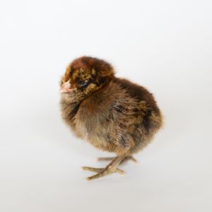Melisha, Ameraucana