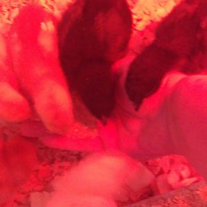 lunch, i started to put my hand in on friday to see if they would eat from it.  funny thing is that my hand is over the feed dish but everyboy ran for the hand. LOL