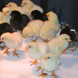 4 days old