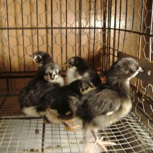 Our Black Australorps, about 1 week old, 4 girls and 1 boy