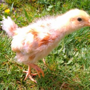 15 days old