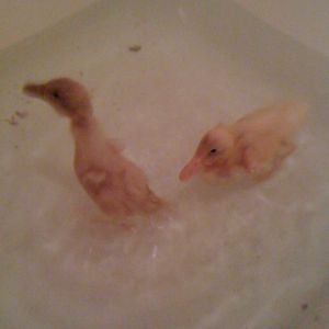 My Runners first BATH (Little and Reina)