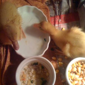 My Runners eating (Little and Reina)
