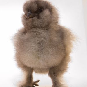 Marbles the Blue Silkie 4 days old