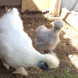 White non-bearded Silkie Mama  almost a yr old and 3mo old splash bearded silkie