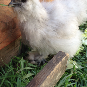3mo splash silkie