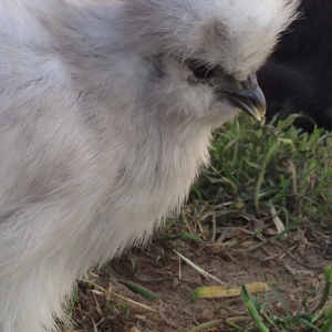 3mo splash silkie