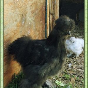 "Mama Blue" Blue Silkie born 2nd week Dec 2012