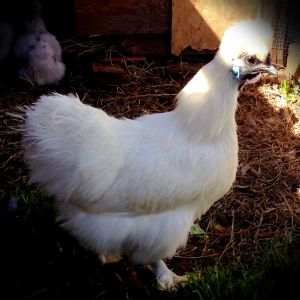 White non-bearded Silkie and splash silkie in background