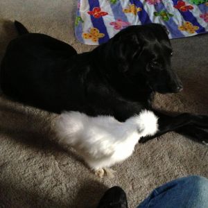 Mrs Beasley and Jet, my lab