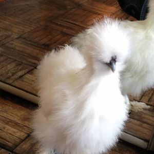 Mrs. Beasley White Bearded Silkie almost 3 months old
White Silkie