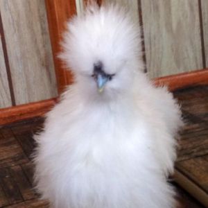 Sweet Mrs Beasley White Silkie