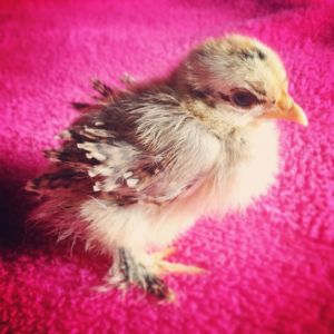 My frizzle bantam cochin mille fleur.