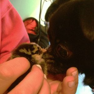 Our puppy meets a chick