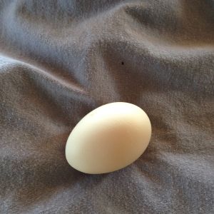 First egg of Mama White's since I brought her home!