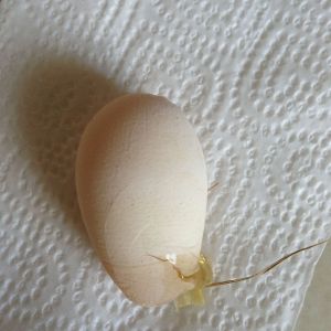 Miss Blue's First egg! laid today-4/07/13