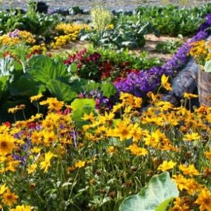 Victory garden at Alaska Hamptons.  Photo by Dorene Lorenz.  All Right Reserved.  Copyright 2010.