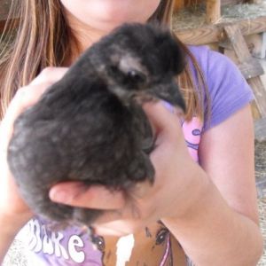 Silkie, I think mixed. I favored him.