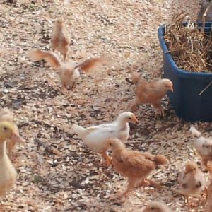 *
I moved the 8 Buff Orpington, 2 Red Sex Link, and 2 White Leghorn chicks plus 2 ducks into the nearly completed coop and run this weekend. Look at the excitement in this photo. "I'm free"!  "I'm free"!