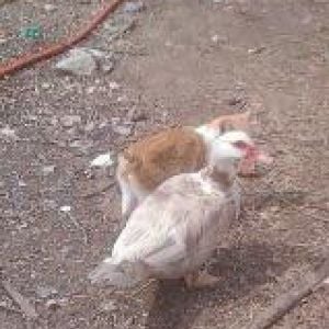 Kitty luvsssssss ducks