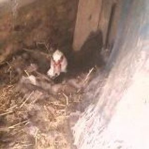 This mama has been hunkered down pretty solid for 2 weeks now.
She comes out long enough to grab a bite and a drink a couple times a day.