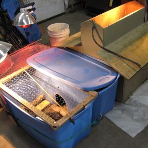 The whole setup. The boxes on the right are all connected with a pass-through. The bin on the left is for the smaller chicks.
