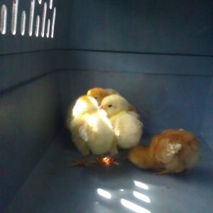 coming home in the carrier