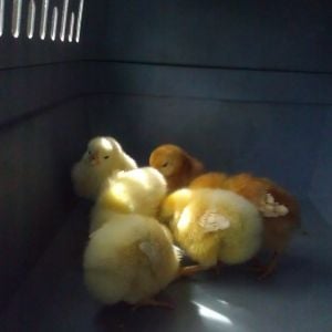 little yellow puff balls!