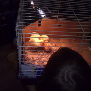 getting set up in the brooder cage