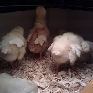 look at all those feathers coming in!