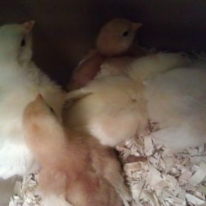 everyone is crashing out (again)