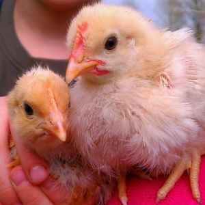 20 days old Cinnamon Queen pullets (?)