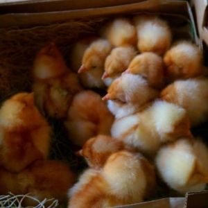 2 days old; Cinnamon Queens from Cackle Hatchery