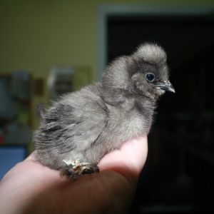 Chick A: Littlest one, such a darling.
