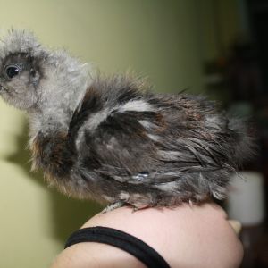 Chick B -- seems to have some partridge in it? Can't wait to see how it develops.
