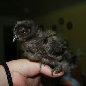 Chick C: also seems to have partridge in it.  Partridges are my favorite so it's fine with me!