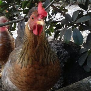 Bronze the Cream Legbar