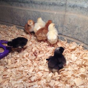 Baby chicks getting used to their brooder