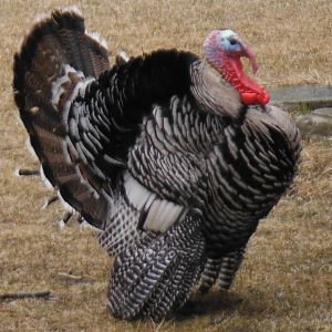 narragansett tom "nomi"